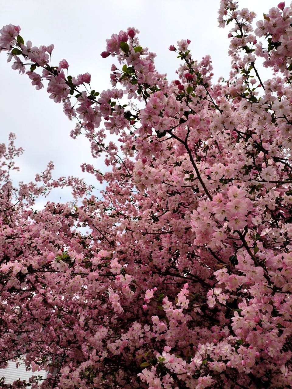 primavera