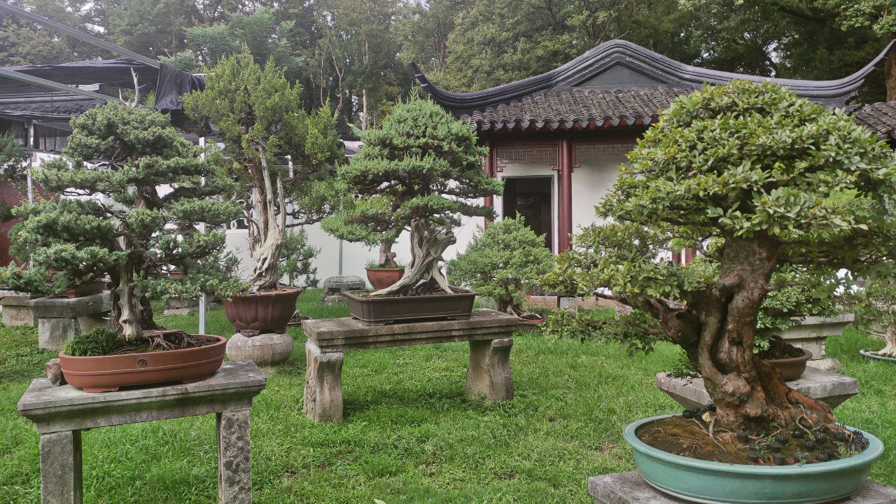 tiger hill