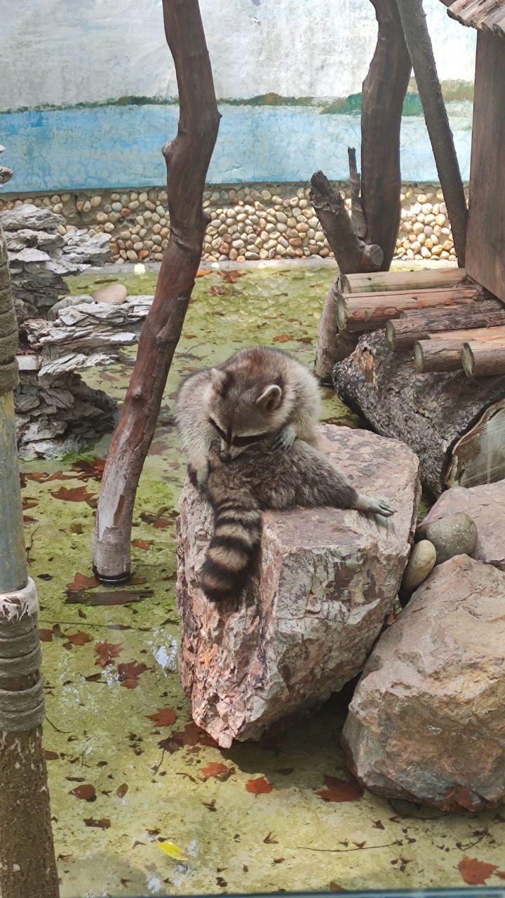 zoo