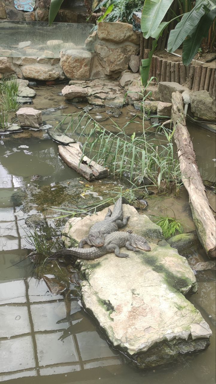 zoo