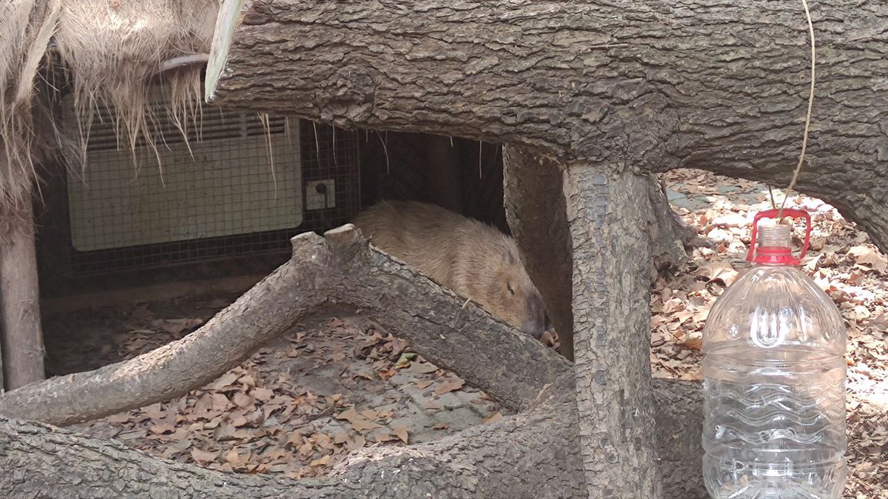 zoo