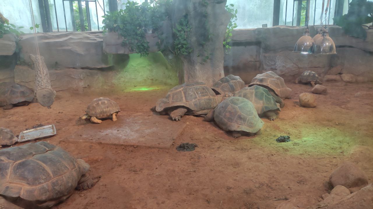 zoo